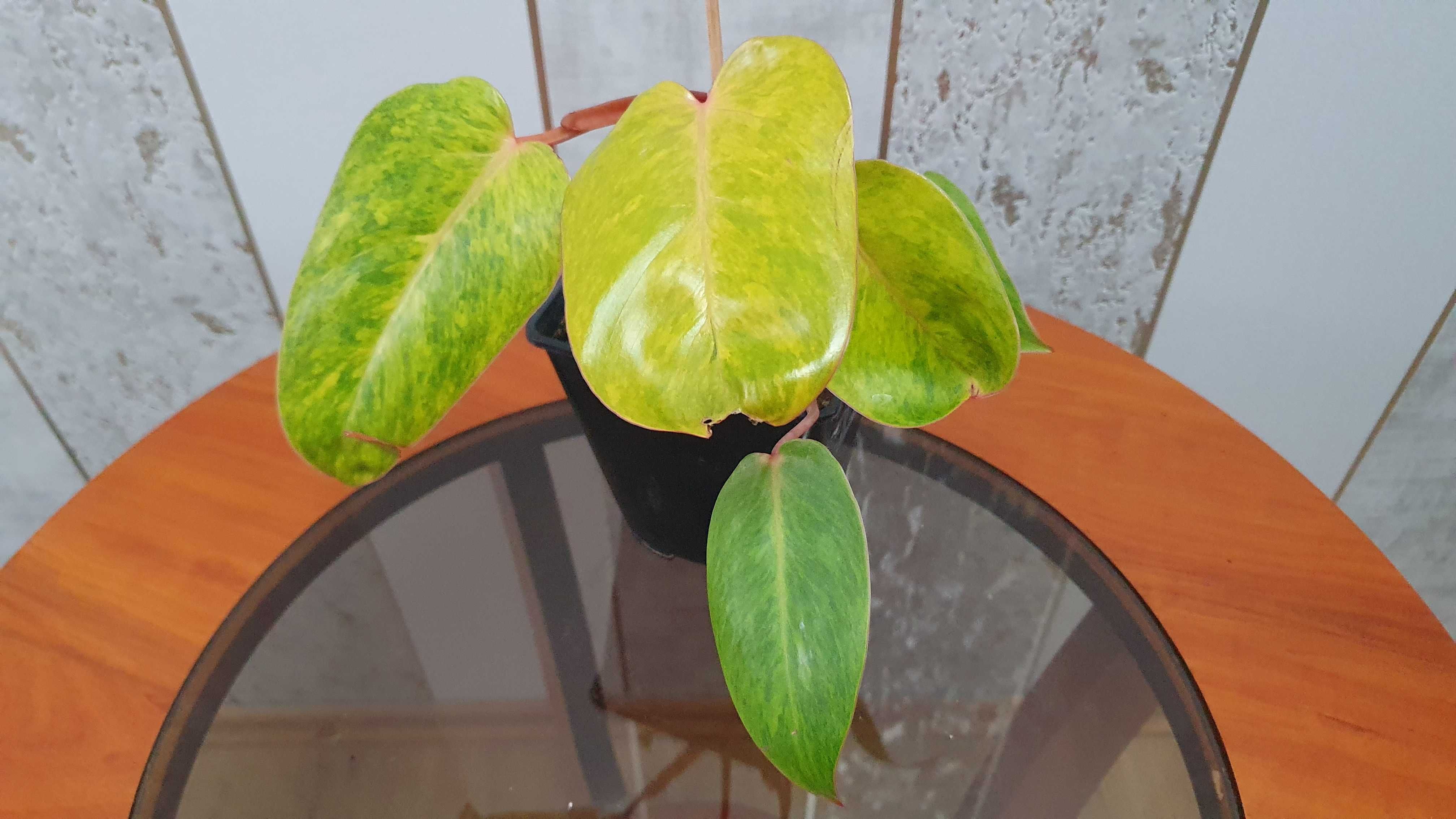 Philodendron 'Painted Lady’