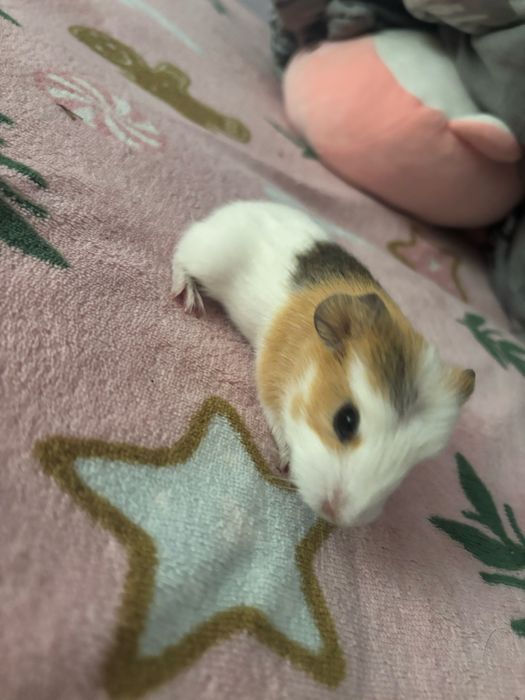 Sprzedam świnki morskie