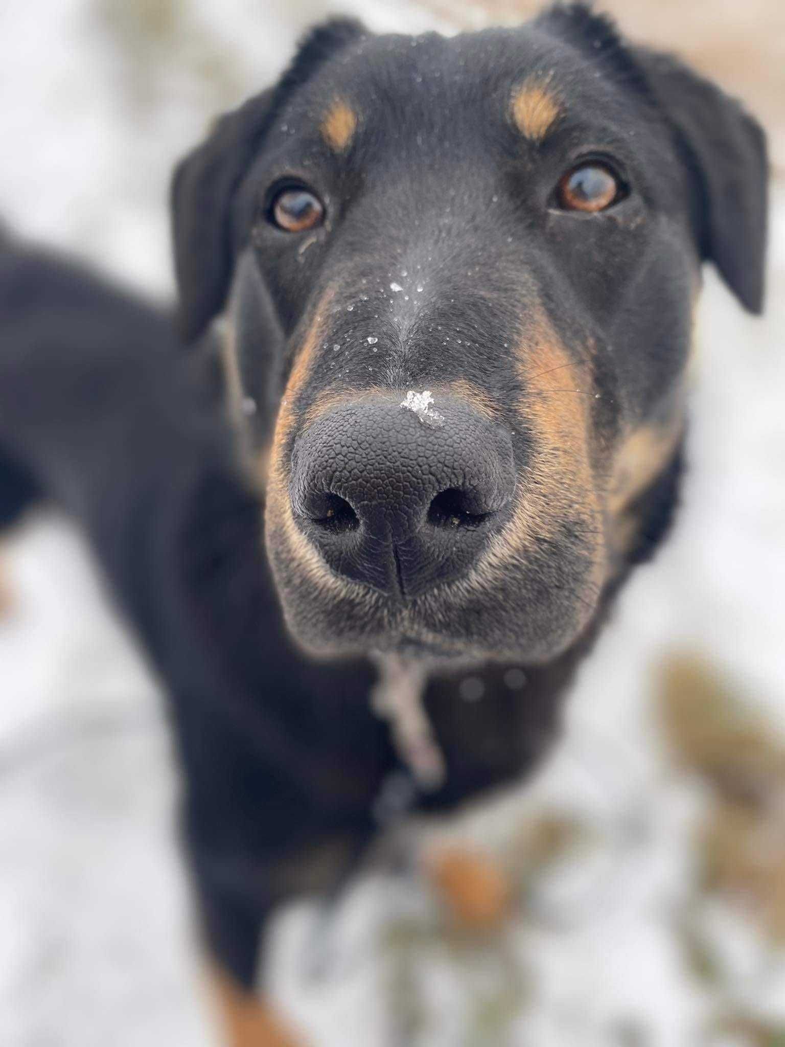 Dave poleca się do adopcji.