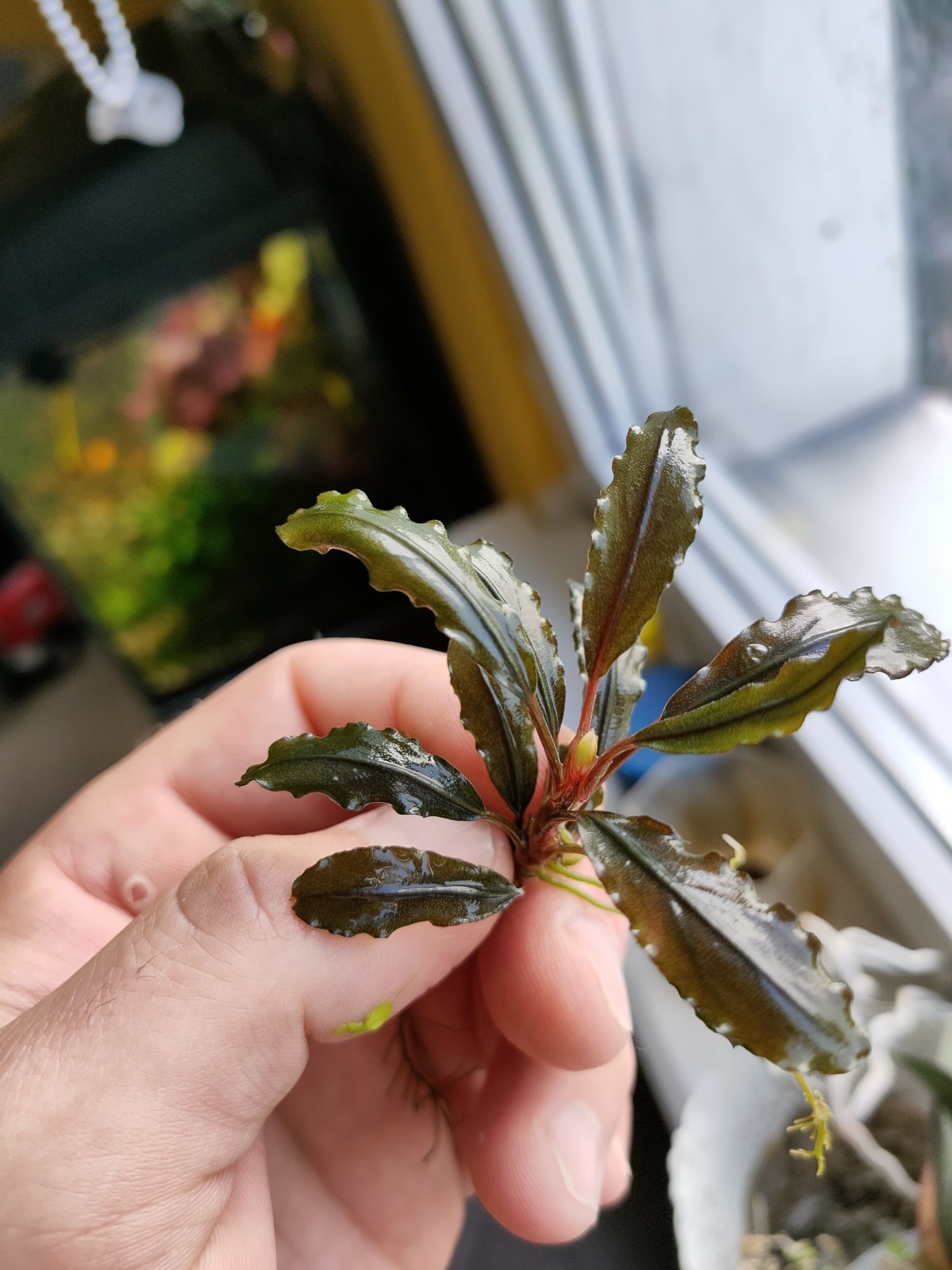 Bucephalandra Kedagang minimum 5 listków