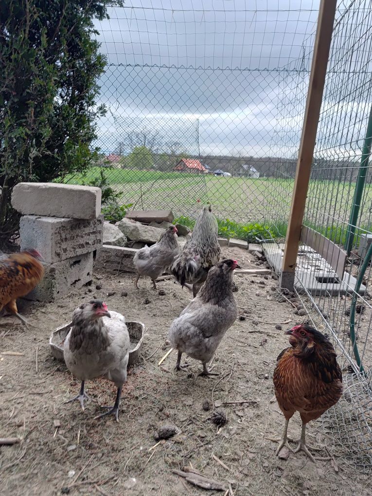 Araucana Jaja lęgowe