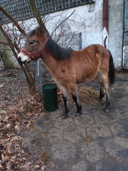 Wesoły 1.5r Hucułek