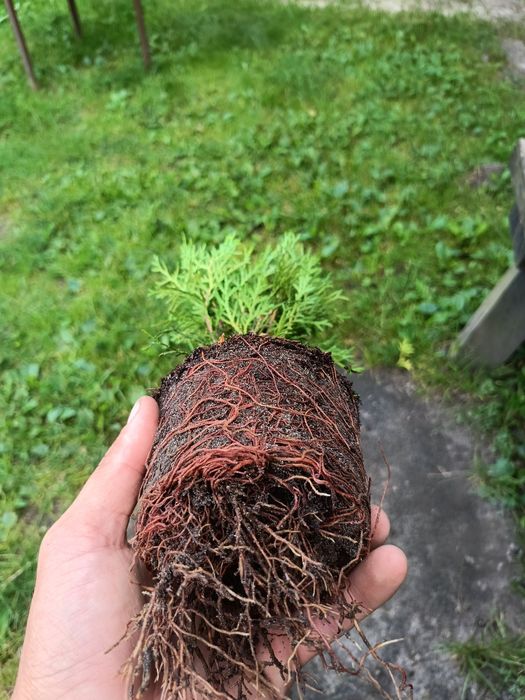 Продам тую колумна, брабант, літл гігант, бересклет