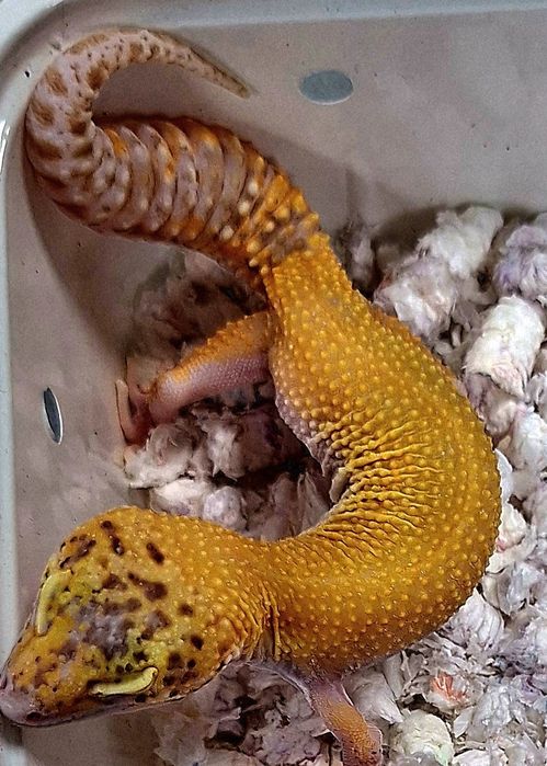 Gekony lamparcie samce