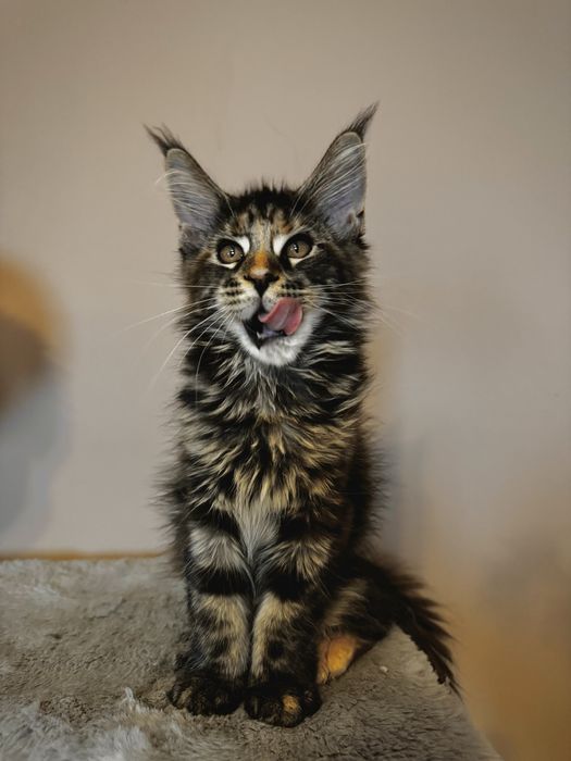 Maine Coon - Torbie (com LOP)