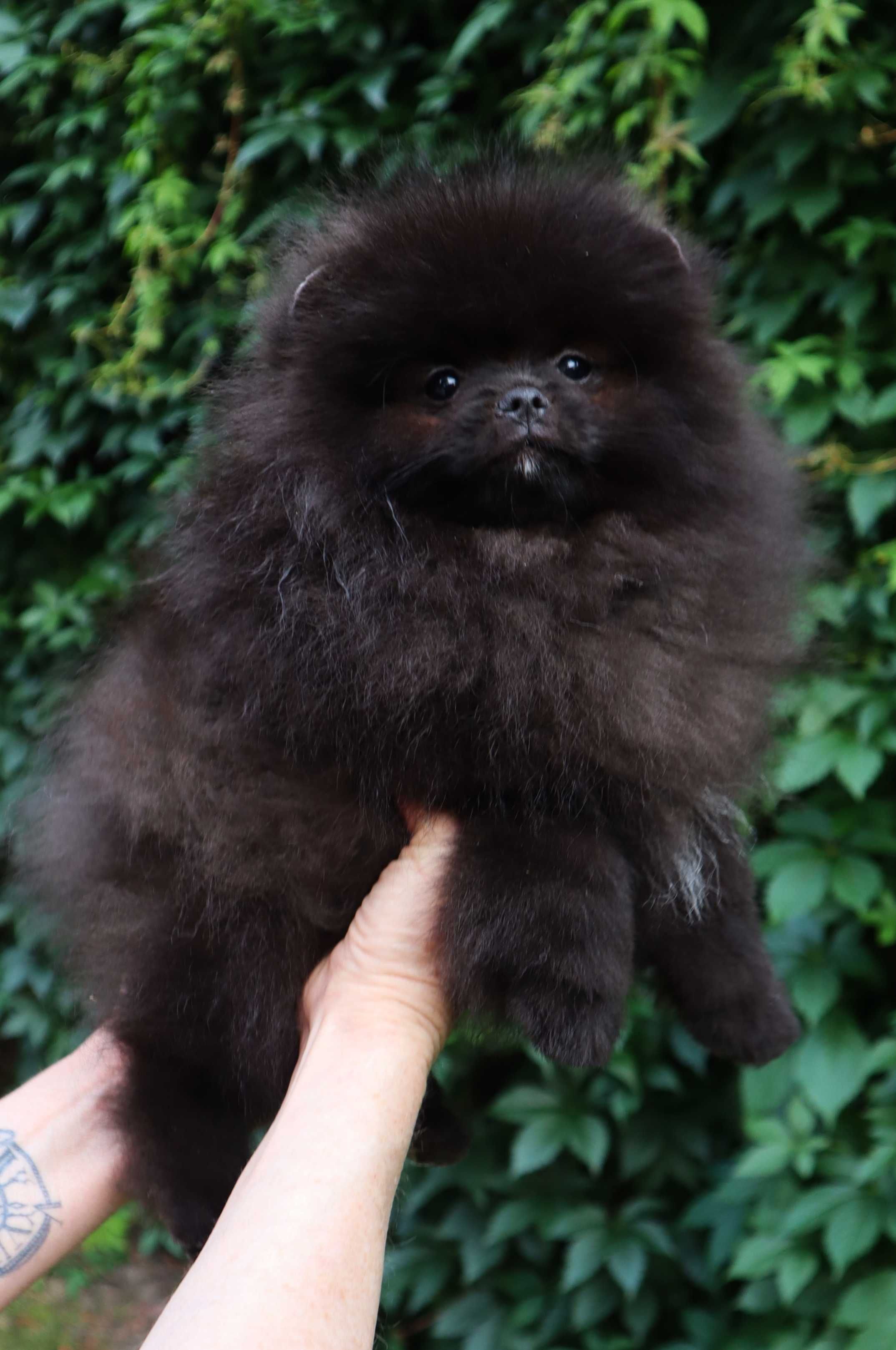 Chłopiec pomeranian