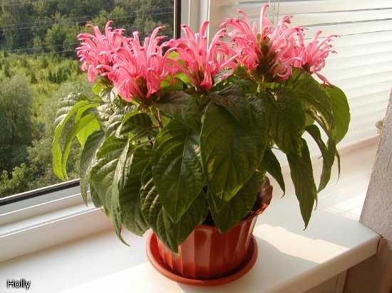 Якобінія Jacobinia carnea, кімнатна рослина