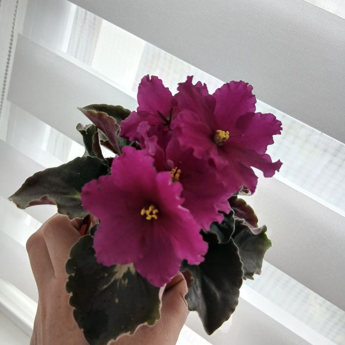 Фіалки   сортові