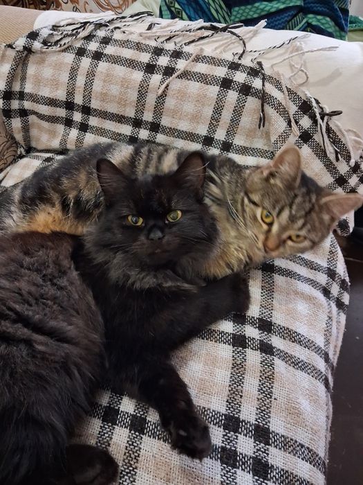 Відам грайливих кошенят