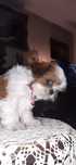 Shih tzu tricolor