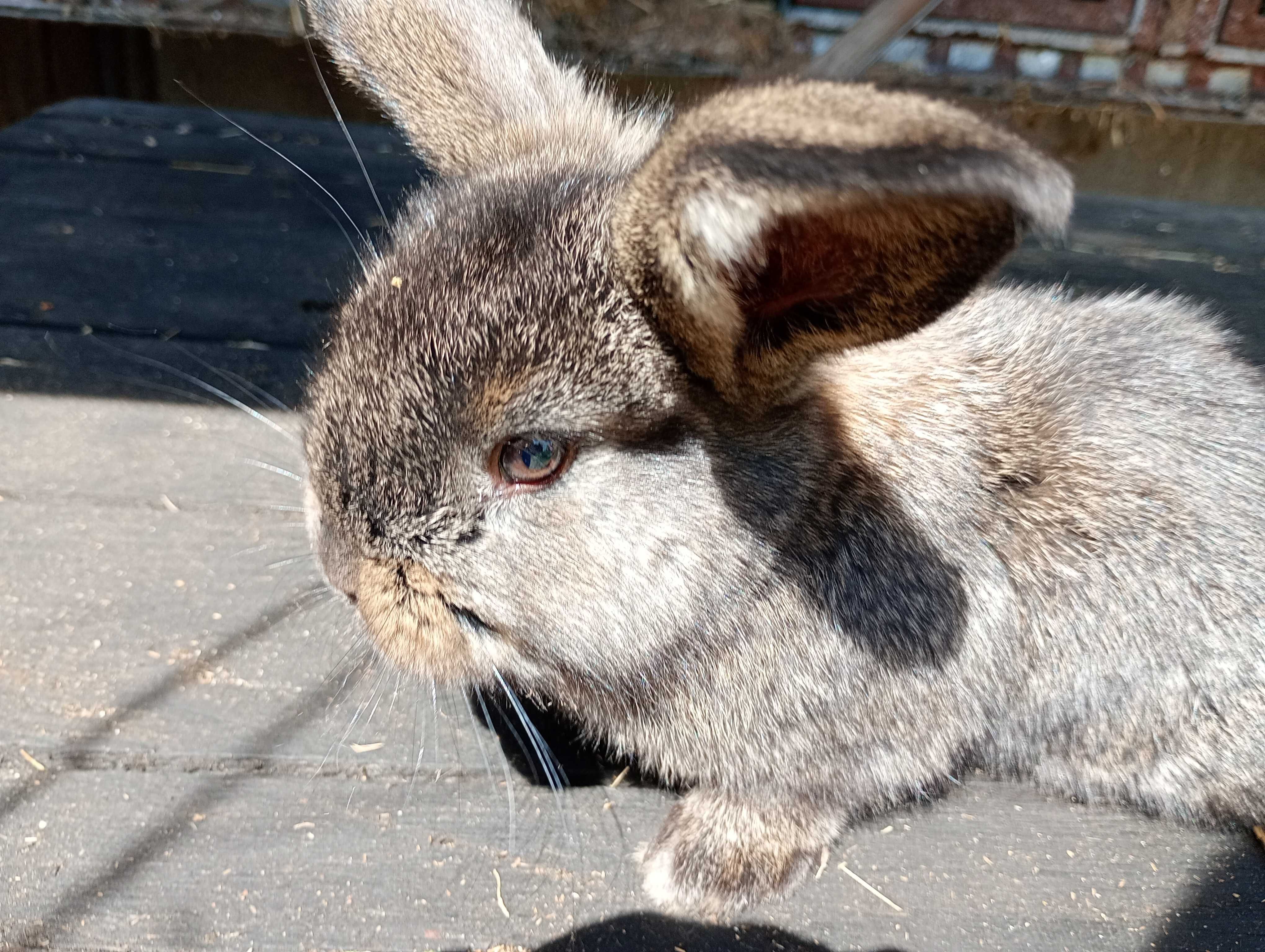 Króliki małe barany