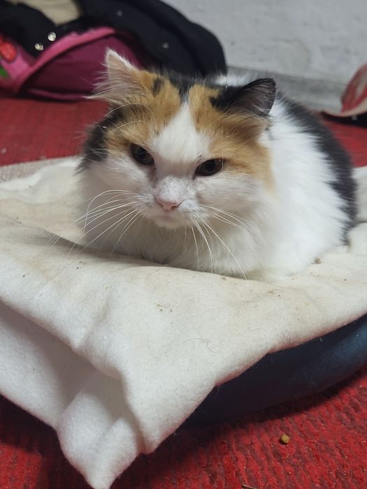 Майя шукає родину