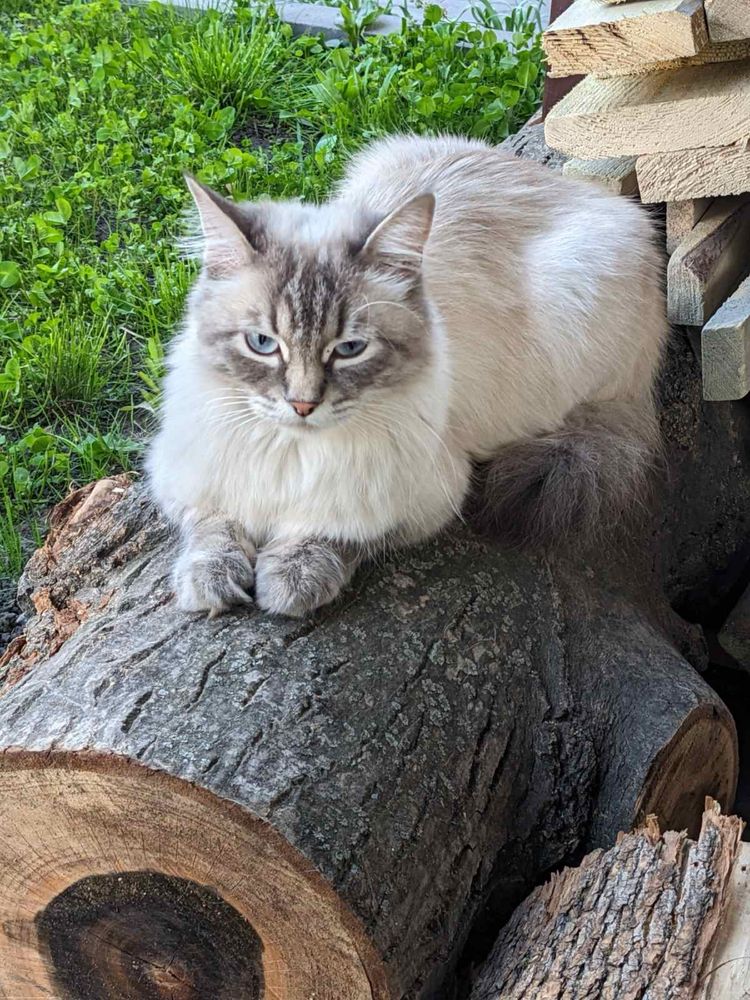 Котята Невская маскарадная