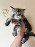 Kotka Maine Coon