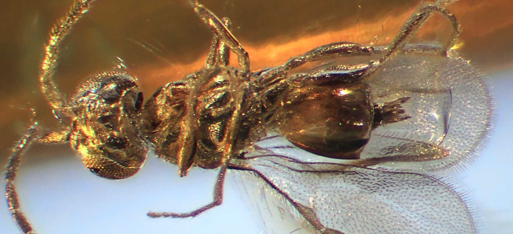 Bursztyn inkluzja rzadka osa Hymenoptera Megaspilidae !! wymarła