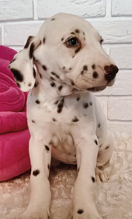 Dalmatyńczyk urocza unikatowa  suczka