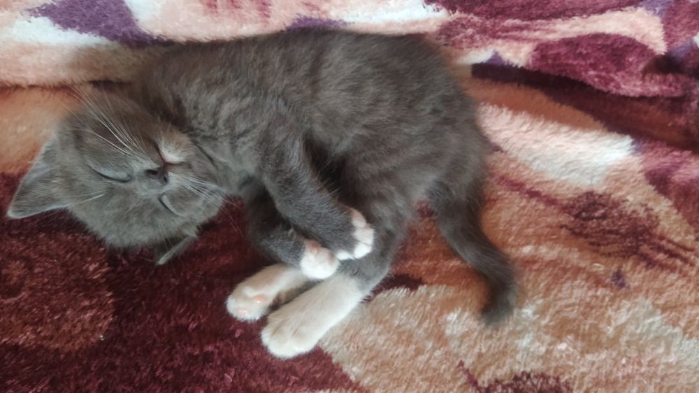 Кошеня попеляста дівчинка 3 міс гарнюня