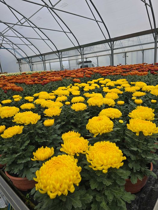 Chryzantemy- różne odmiany