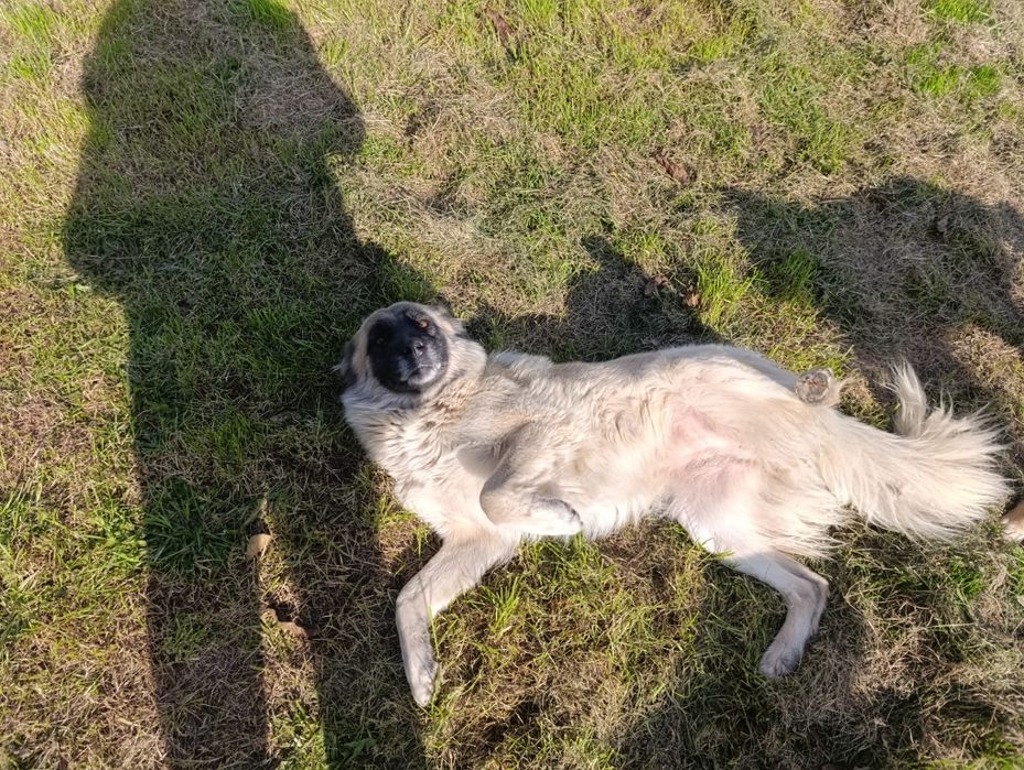 Oddam pieski w dobre ręce