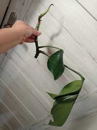 Philodendron dragon tail