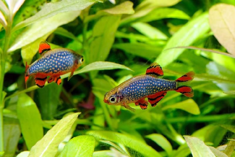 Razbora Galaxy piękne DOROSŁE - Tina Zoo Gliwice Jasna