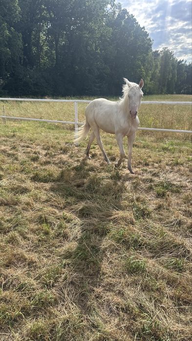Klacz AQH American Quarter Horse - cremello