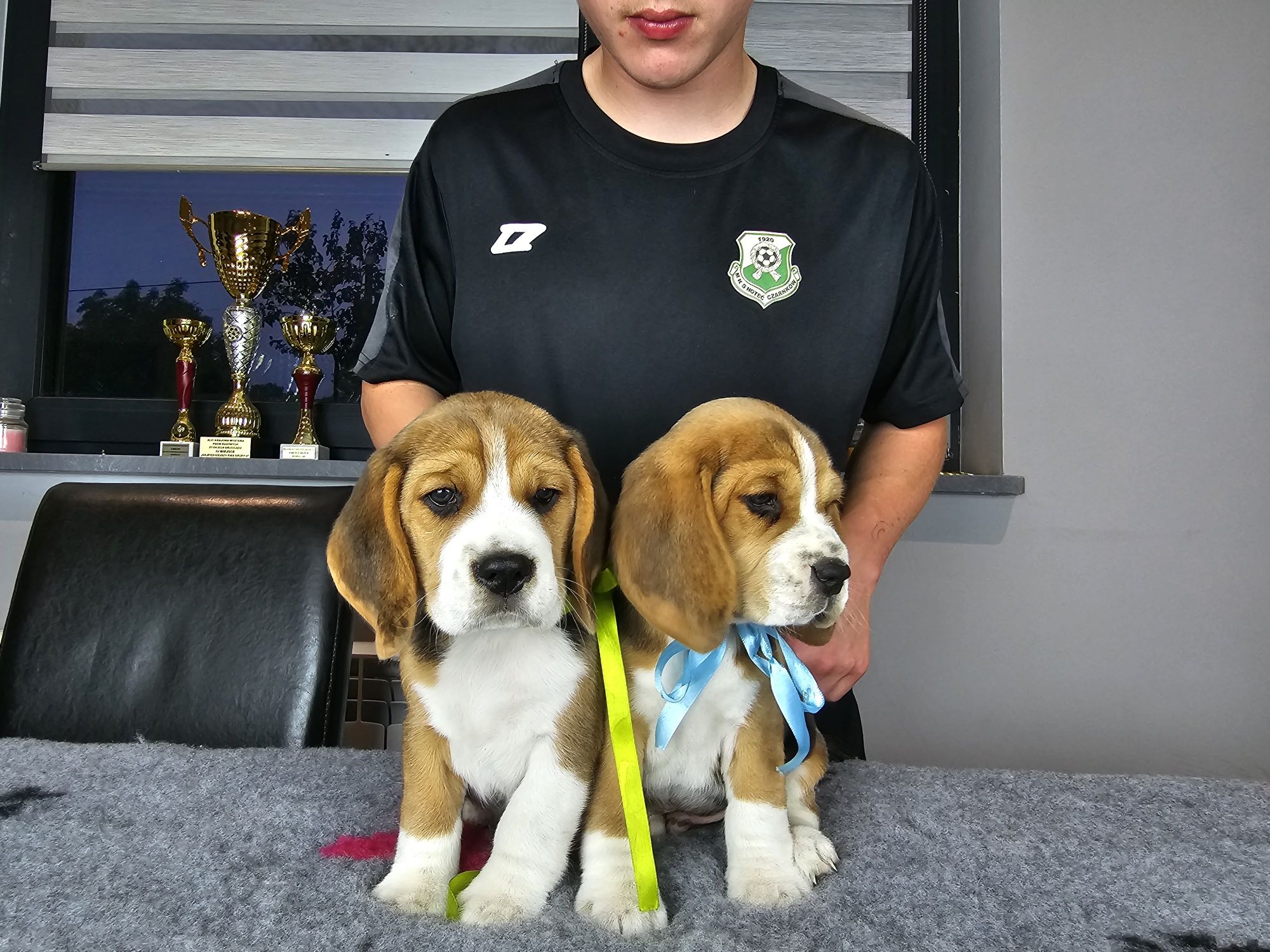Beagle ZKWP FCI doskonały rodowód szczenię