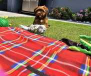 "Hawańczyk hawańczyki  havanese