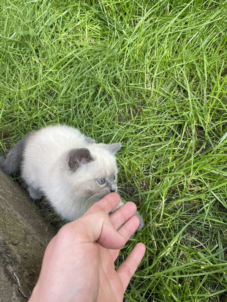 Сіамські котята.