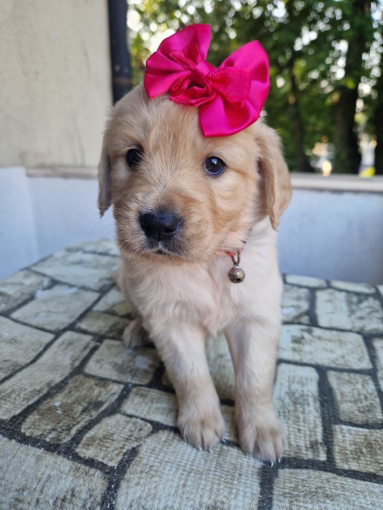 Golden Retriever com LOP pedigree