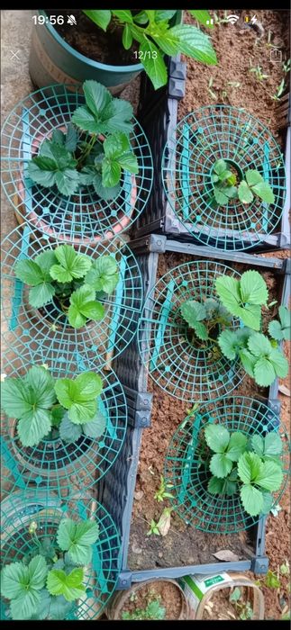 Підставка для полуниці