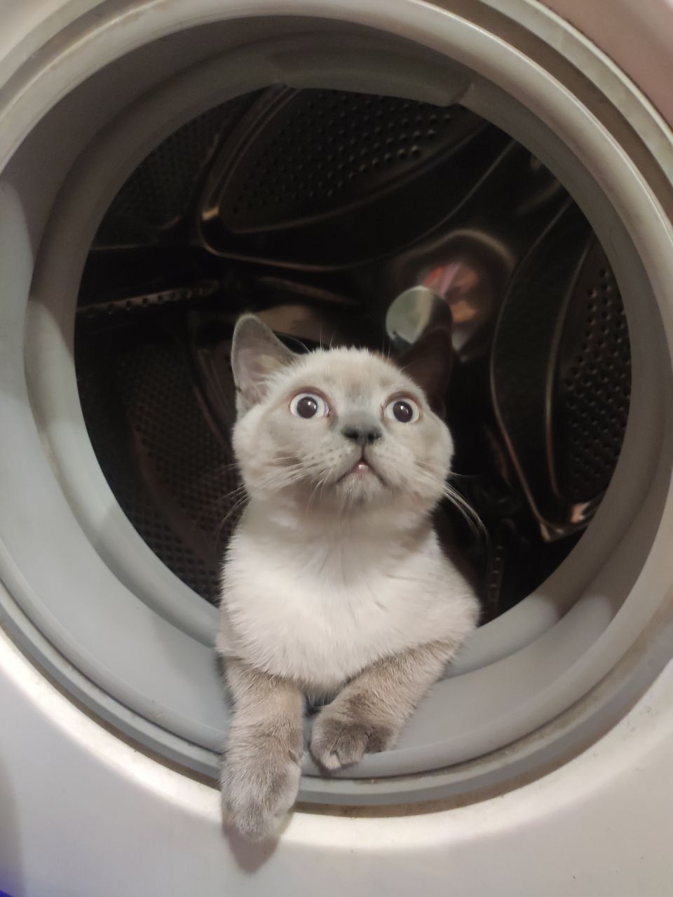 Шотландский прямоухий котенок