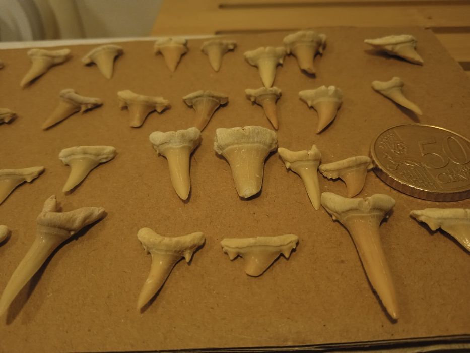 Lote 40 fósseis dentes de tubarão