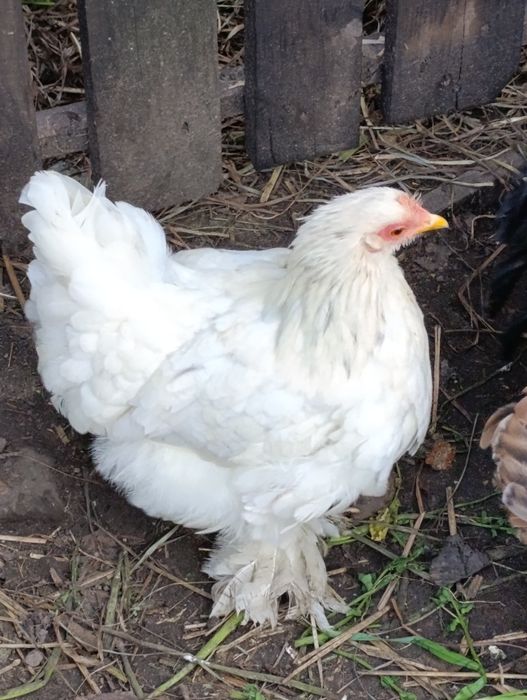 Para Kochina Miniaturowego