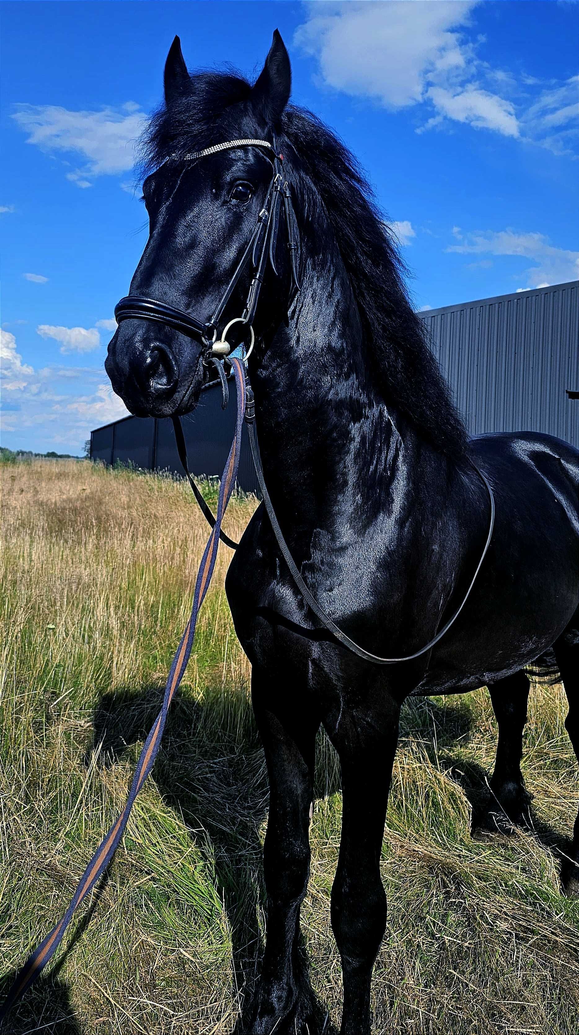 Venom ogier 170cm 3,5 kon fryz fryzyjski glowna ksiega stadna siodlo