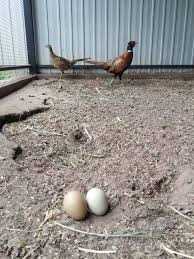 Яйця фазана продам