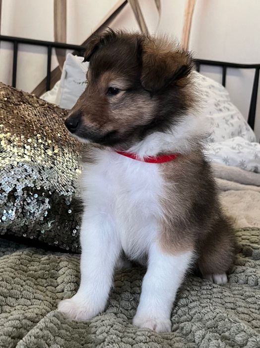 Owczarek Szkocki Długowłosy – szczeniaczki z hodowli Royal Collie
