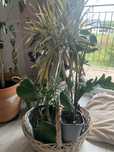 5 szt kwiaty doniczkowe dracena monstera paproć