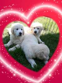 Golden Retriever ZkwP FCI suczki