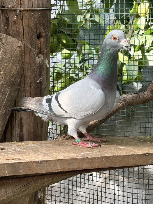 Borrachos pombos linha antiga 2025