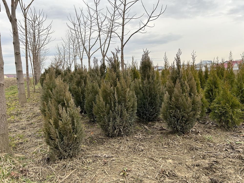 Туя, кипарисовик , зелені насадження