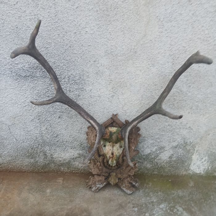 Продам роги з оленя і дерев'яну статуетку оленів.