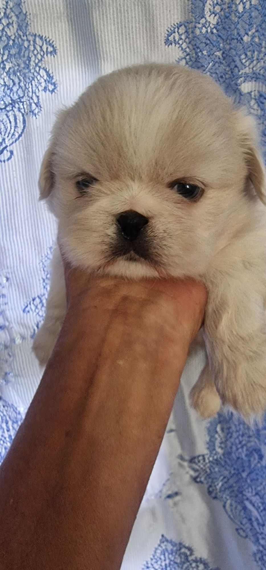 Magnifica  Menina pequines