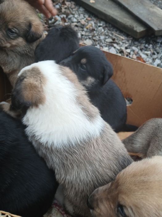 Шукають нову домівку