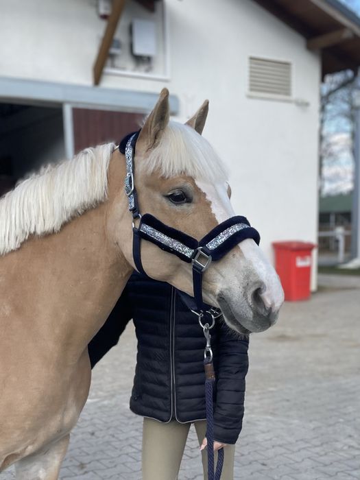 Klacz haflinger, 13 lat, sprzedaż
