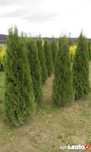 Tuja szmaragd tuje szmaragd 150 cm 160 cm 180 cm 200 cm 2 metry thuja