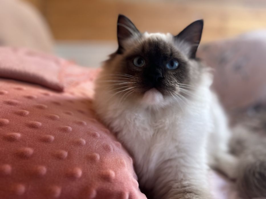 Ragdoll puchaty kocur/spokony/miziak bad genetyczne/ prawdziwy rodowod