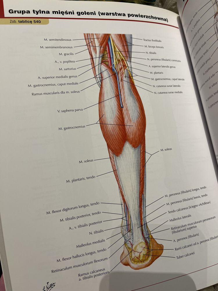 Atlas anatomii Netter tom 2