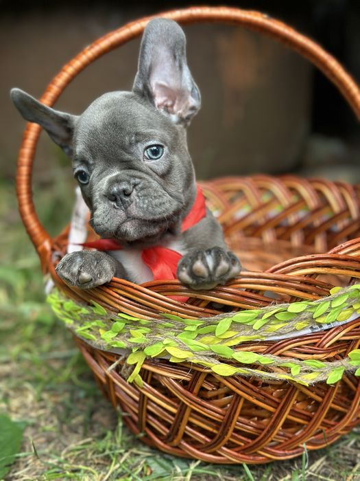 Блакитна дівчинка французького бульдога