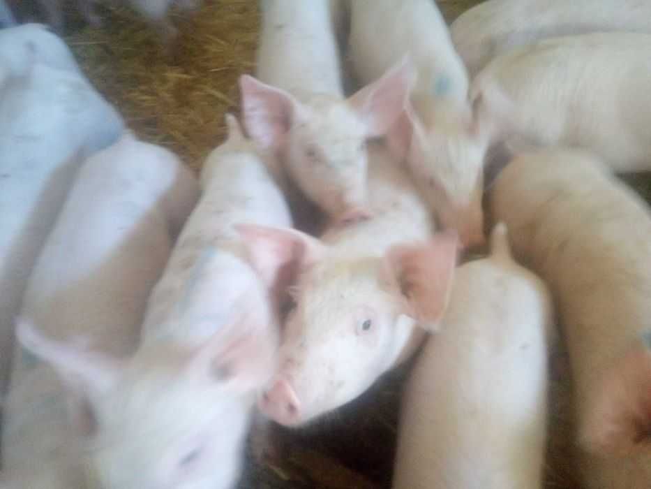 sprzedam prosięta  warchlaki 32 sztuki